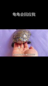 乌龟听力特殊靠振动感知世界（乌龟能听懂人说话吗）