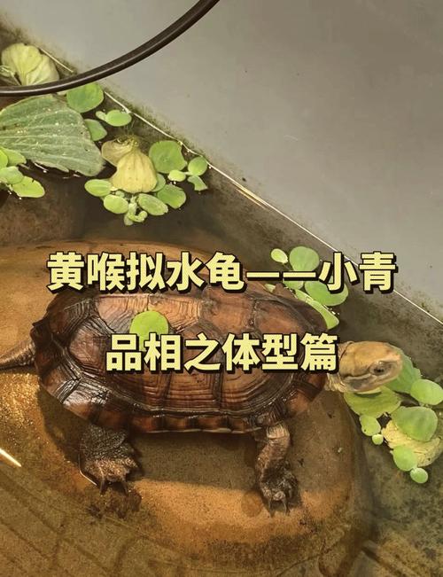 科学饲养防病,新手勿忽视(小青龟为什么不建议养) 科学饲养防病,新手勿忽视(小青龟为什么不建议养)