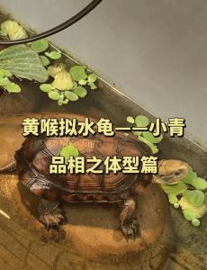 科学饲养防病，新手勿忽视（小青龟为什么不建议养）
