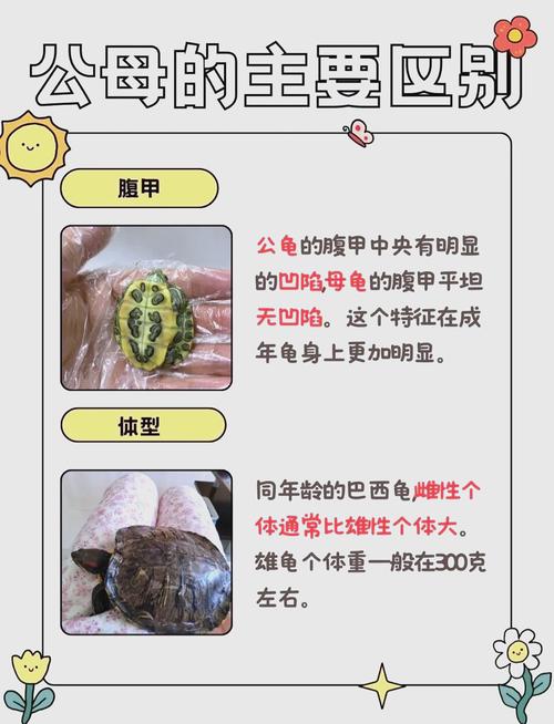 乌龟公母如何区分？看腹甲尾巴爪子！（乌龟公母怎么分辨图片）