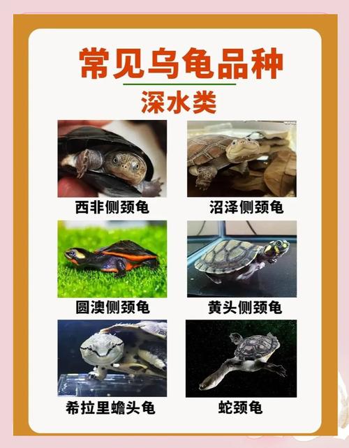 养深水龟有讲究,品种多要爱护(中国十大深水龟排名) 养深水龟有讲究,品种多要爱护(中国十大深水龟排名)