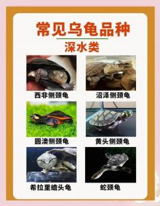 养深水龟有讲究，品种多要爱护（中国十大深水龟排名）