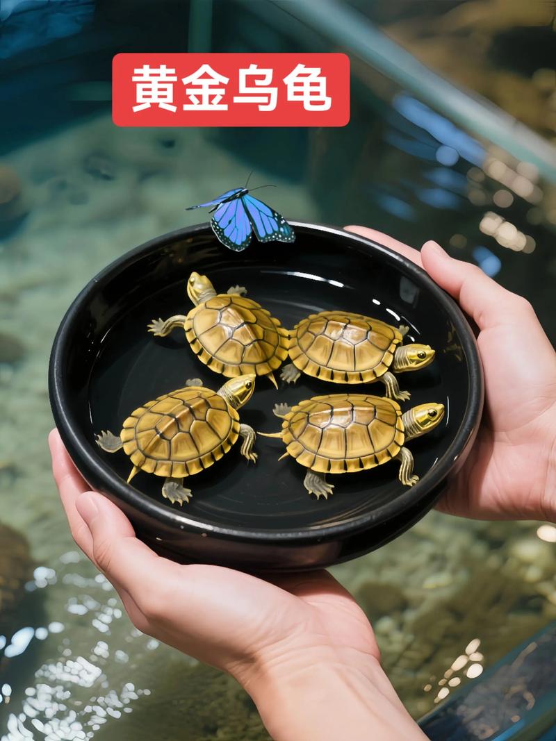 金色乌龟是白化或黄金巴西龟变种,活泼爱暖,饲养需注意健康(金色的乌龟是什么品种) 金色乌龟是白化或黄金巴西龟变种,活泼爱暖,饲养需注意健康(金色的乌龟是什么品种)