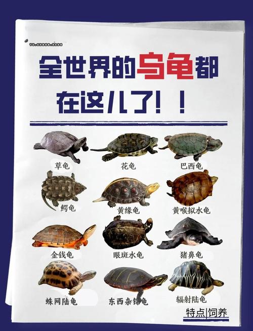 十种陆龟品种介绍与保护(十大陆龟品种排名) 十种陆龟品种介绍与保护(十大陆龟品种排名)