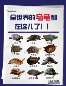 白玉龟金钱龟鹰嘴龟等特色鲜明 (24字)（中国的宠物龟一般是什么品种）