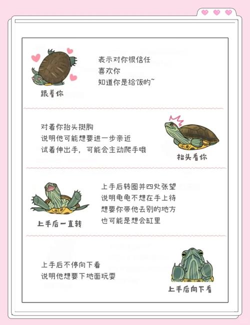 送乌龟寓意吉祥长寿，象征稳重坚韧，适合送礼（女孩给男孩送乌龟代表什么）