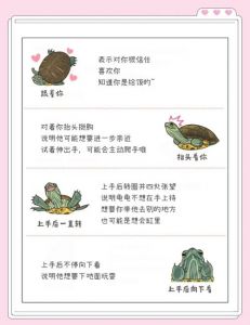 送乌龟寓意吉祥长寿，象征稳重坚韧，适合送礼（女孩给男孩送乌龟代表什么）