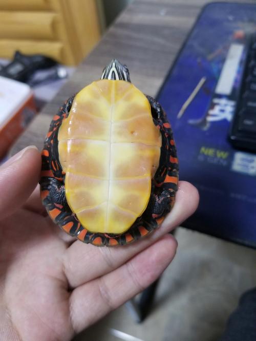 东锦龟消化好养?温度水质喂食要注意!(东锦龟的消化能力怎么样) 东锦龟消化好养?温度水质喂食要注意!(东锦龟的消化能力怎么样)