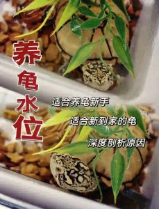 养龟水位要合适，水质要好，晒背休息要到位，冬眠水温要控制（小龟的水要多少）