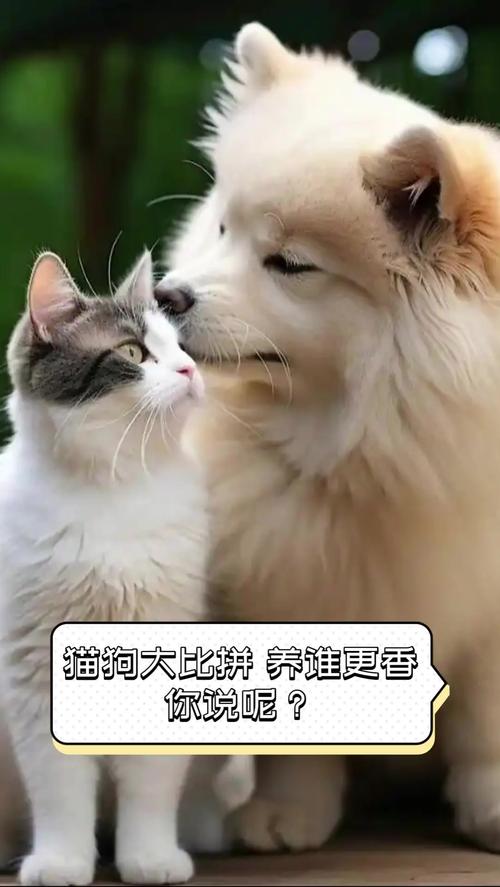 猫狗优缺点大比拼(狗和猫宠物品种) 猫狗优缺点大比拼(狗和猫宠物品种)