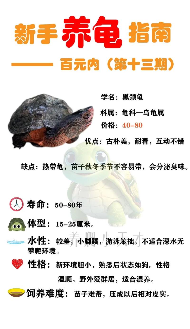 10种智慧超群的龟类(乌龟智商排行榜前10名) 10种智慧超群的龟类(乌龟智商排行榜前10名)