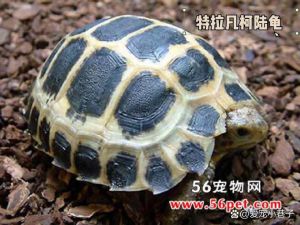陆龟界的王者（世界第一大陆龟是什么品种）