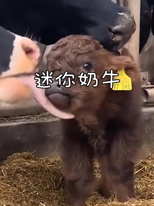 侏儒牛温顺陪伴,养牛需负责任(什么牛适合做宠物) 侏儒牛温顺陪伴,养牛需负责任(什么牛适合做宠物)