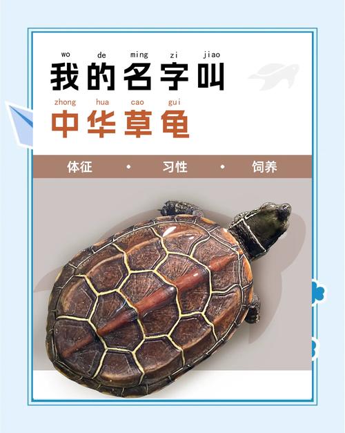 各地纹路多,珍稀变异需保护(草龟品种图片大全) 各地纹路多,珍稀变异需保护(草龟品种图片大全)