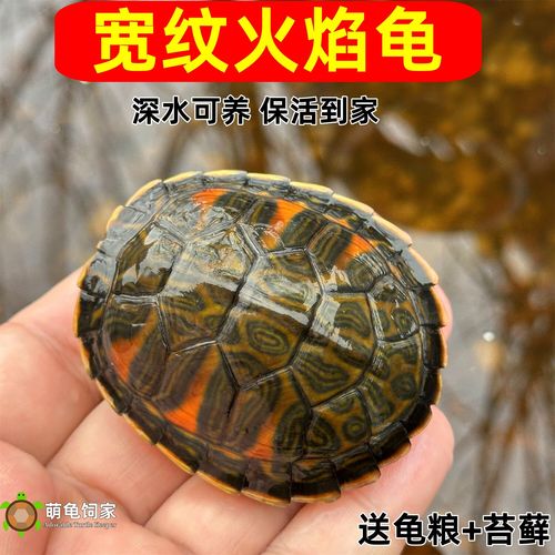 多种食草龟介绍及饲养要点(吃菜龟有哪些品种) 多种食草龟介绍及饲养要点(吃菜龟有哪些品种)