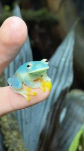 水陆平衡喂食昆虫保持温湿（宠物蛙一般喂什么）