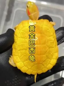 金鼻泥龟等珍稀龟身价动辄数万！（十大最值钱的龟）
