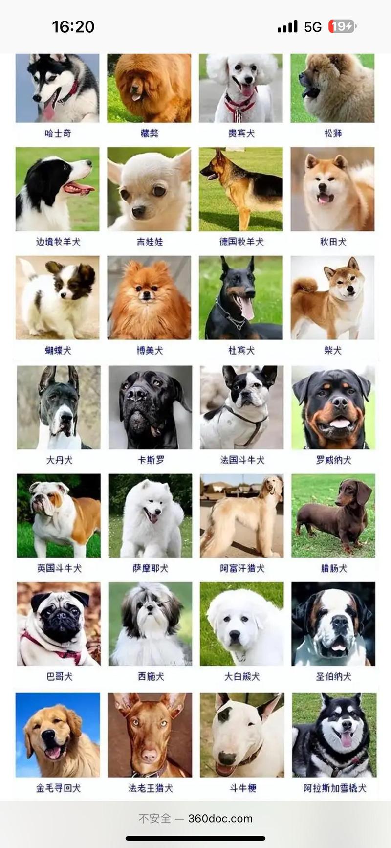 狗狗品种多,选对不踩坑!(宠物狗狗品种大全图) 狗狗品种多,选对不踩坑!(宠物狗狗品种大全图)