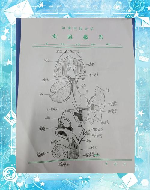 助教解剖实验,识器官心脏肾(蛙的消化系统结构图) 助教解剖实验,识器官心脏肾(蛙的消化系统结构图)