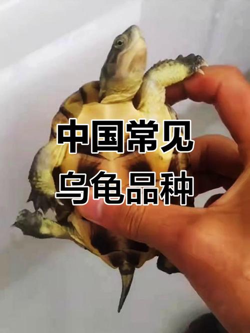 巴西龟与中华草龟怎么选?(国内可以养的乌龟品种) 巴西龟与中华草龟怎么选?(国内可以养的乌龟品种)