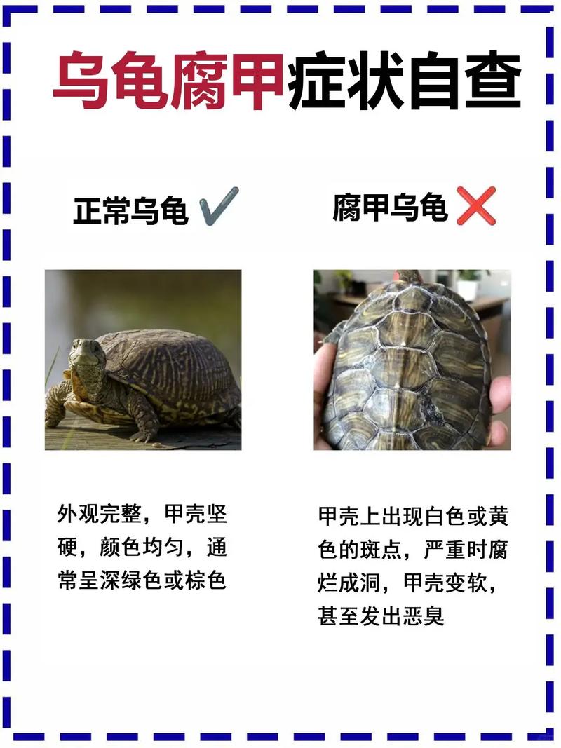 乌龟靠嗅视觉听觉感知世界,鳞片保护,咽气式呼吸适应水陆(乌龟感知危险的主要器官是什么) 乌龟靠嗅视觉听觉感知世界,鳞片保护,咽气式呼吸适应水陆(乌龟感知危险的主要器官是什么)