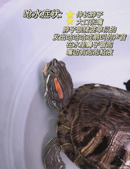 小龟吐了?引人深思的生命启示(小龟趴着趴着就吐了原图) 小龟吐了?引人深思的生命启示(小龟趴着趴着就吐了原图)