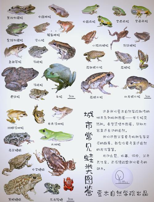 中国新物种,生态保护需重视(中国青蛙品种大全图) 中国新物种,生态保护需重视(中国青蛙品种大全图)