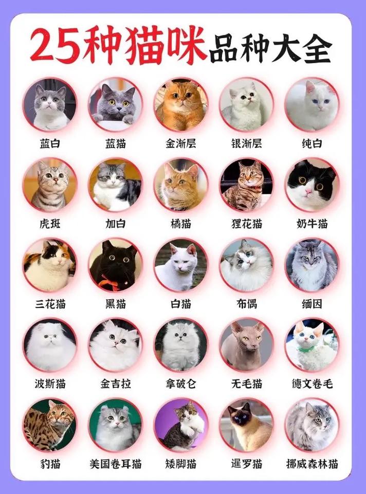 猫咪品种多又萌,各具特色!(宠物猫品种有哪些) 猫咪品种多又萌,各具特色!(宠物猫品种有哪些)