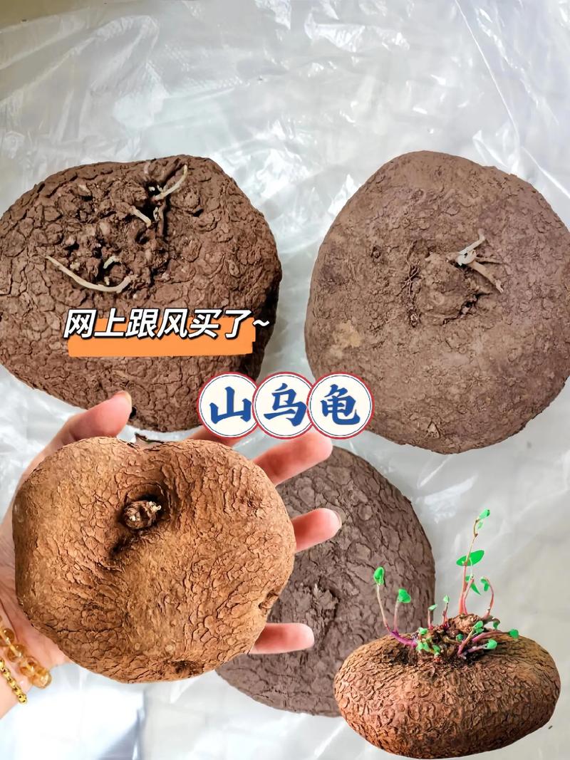 山乌龟品种看形态食性产卵分布(山乌龟品种区别) 山乌龟品种看形态食性产卵分布(山乌龟品种区别)