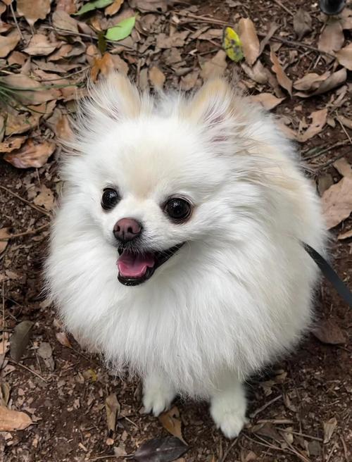 博美吉娃娃等,养狗需负责(宠物狗图片小型犬) 博美吉娃娃等,养狗需负责(宠物狗图片小型犬)
