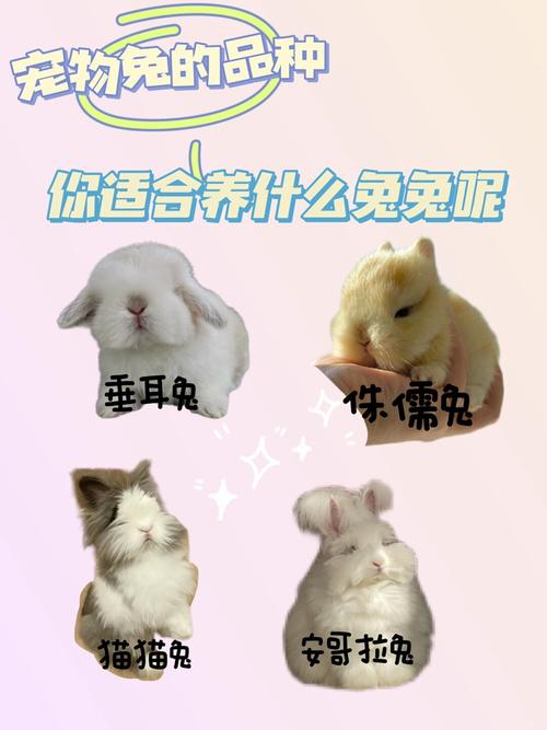 常见兔种特点与饲养须知(宠物兔的品种及图片详解) 常见兔种特点与饲养须知(宠物兔的品种及图片详解)