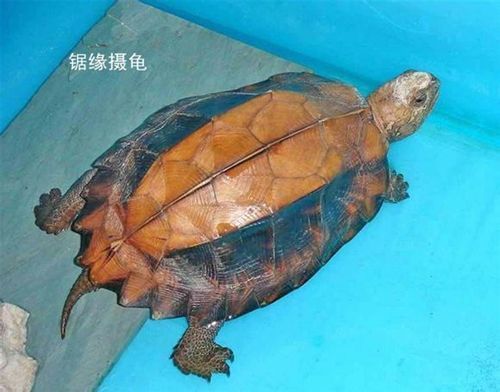 中国乌龟种类多,文化意义高,保护野生种群很重要(中国乌龟品种大全图) 中国乌龟种类多,文化意义高,保护野生种群很重要(中国乌龟品种大全图)
