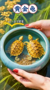 黄金或白化巴西龟，养护需用心，生命需尊重（满背金色的乌龟是什么品种）