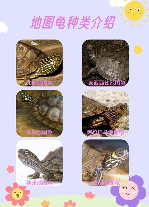带龟乘飞机?托运证件健康饮食责任养!(宠物龟可以上飞机吗) 带龟乘飞机?托运证件健康饮食责任养!(宠物龟可以上飞机吗)