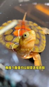 金头闭壳龟价格及养护全攻略（金头闭壳龟多少钱一只）