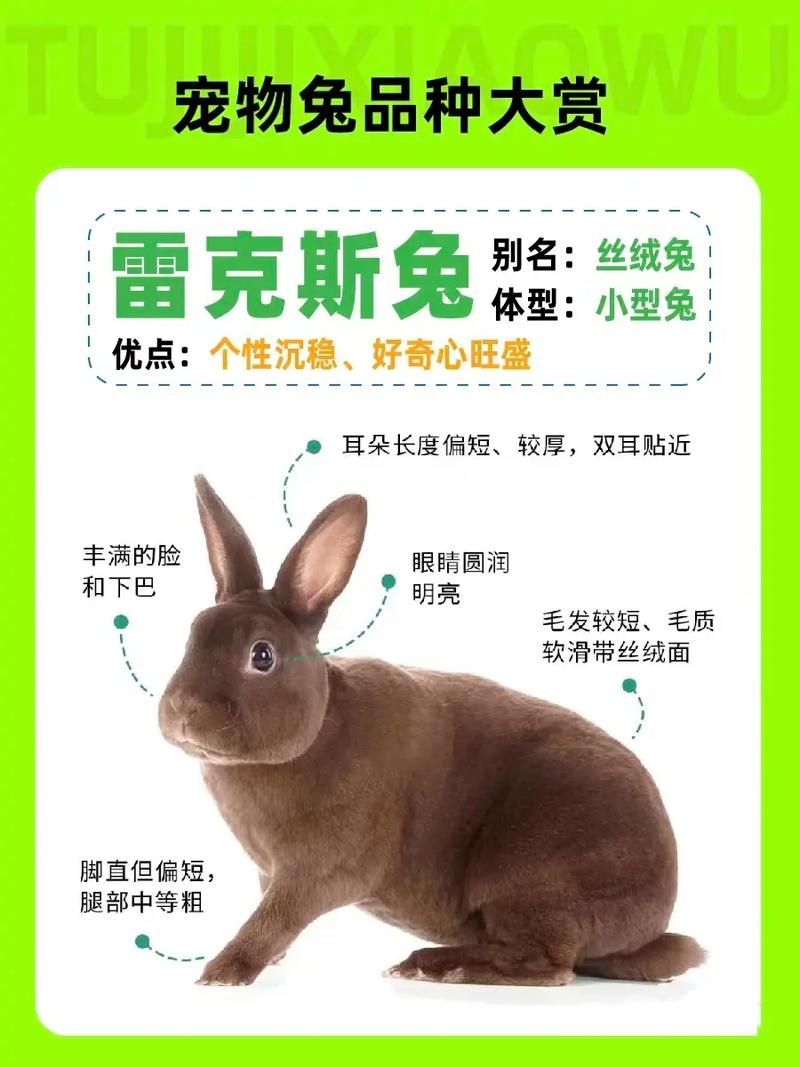 选对品种,科学护理,兔子欢乐多!(宠物兔有什么品种) 选对品种,科学护理,兔子欢乐多!(宠物兔有什么品种)