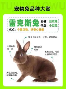选对品种，科学护理，兔子欢乐多！（宠物兔有什么品种）