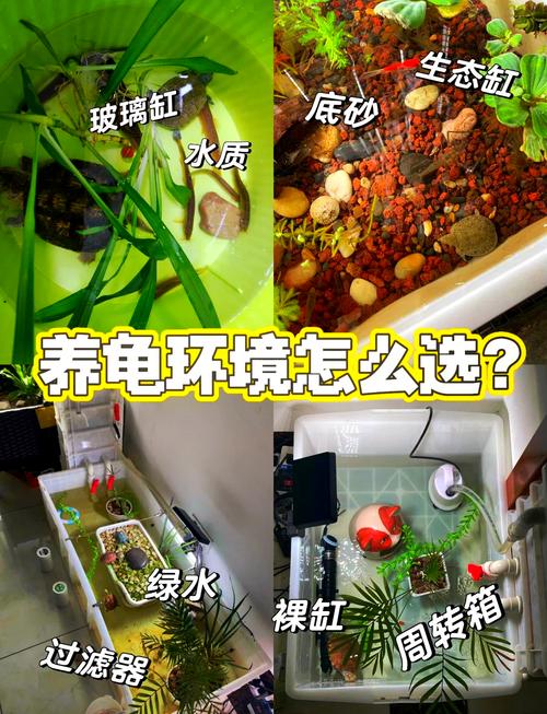 龟缸水浑浊?换水过滤喂食都得当!(养了只乌龟龟缸里面很脏) 龟缸水浑浊?换水过滤喂食都得当!(养了只乌龟龟缸里面很脏)