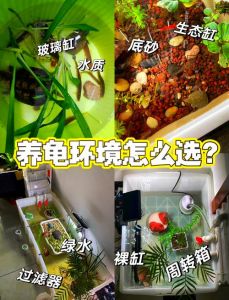 龟缸水浑浊？换水过滤喂食都得当！（养了只乌龟龟缸里面很脏）