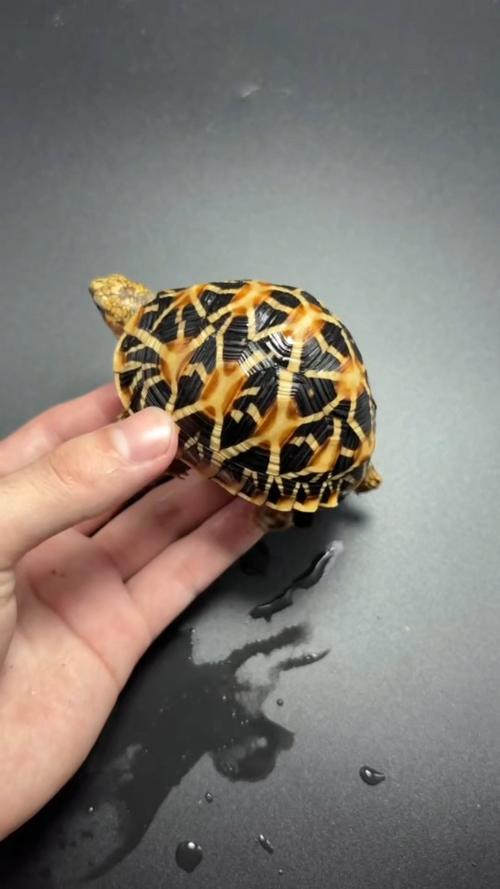十种热门宠物龟,总有一款适合你!(最好看的宠物龟) 十种热门宠物龟,总有一款适合你!(最好看的宠物龟)