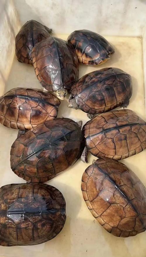 10种珍稀名龟价值连城(十种最贵的乌龟) 10种珍稀名龟价值连城(十种最贵的乌龟)