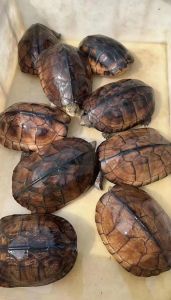 10种珍稀名龟价值连城（十种最贵的乌龟）