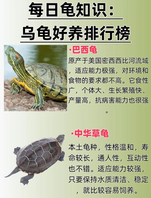 选对乌龟品种,养龟需考虑喜好空间和责任(乌龟一般养什么品种) 选对乌龟品种,养龟需考虑喜好空间和责任(乌龟一般养什么品种)