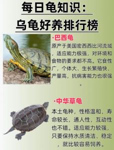 选对乌龟品种，养龟需考虑喜好空间和责任（乌龟一般养什么品种）