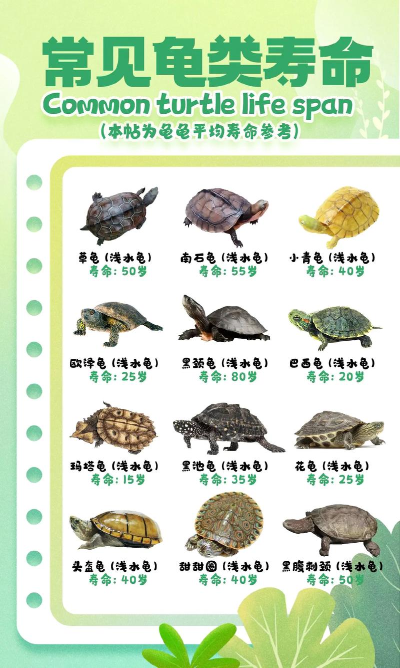 100种常见龟种特点与饲养指南(100种常见乌龟图片) 100种常见龟种特点与饲养指南(100种常见乌龟图片)