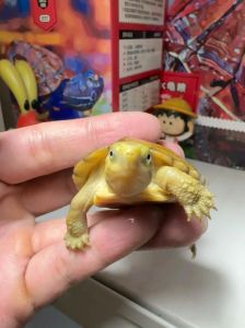 温柔互动建立感情（小青龟的互动性如何）