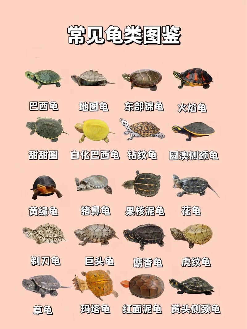 9种乌龟品种及饲养要点(乌龟的种类图片大全) 9种乌龟品种及饲养要点(乌龟的种类图片大全)