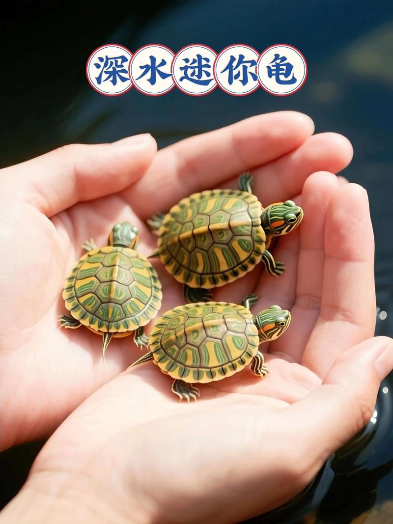 深水龟种类与养护要点(深水龟品种大全图片) 深水龟种类与养护要点(深水龟品种大全图片)