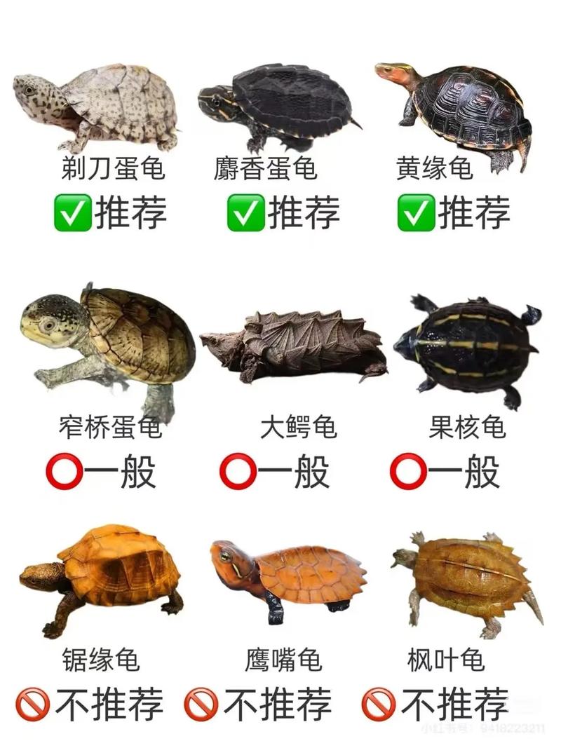 常见宠物龟品种与养护(好养乌龟排行榜) 常见宠物龟品种与养护(好养乌龟排行榜)