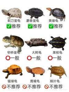 常见宠物龟品种与养护（好养乌龟排行榜）